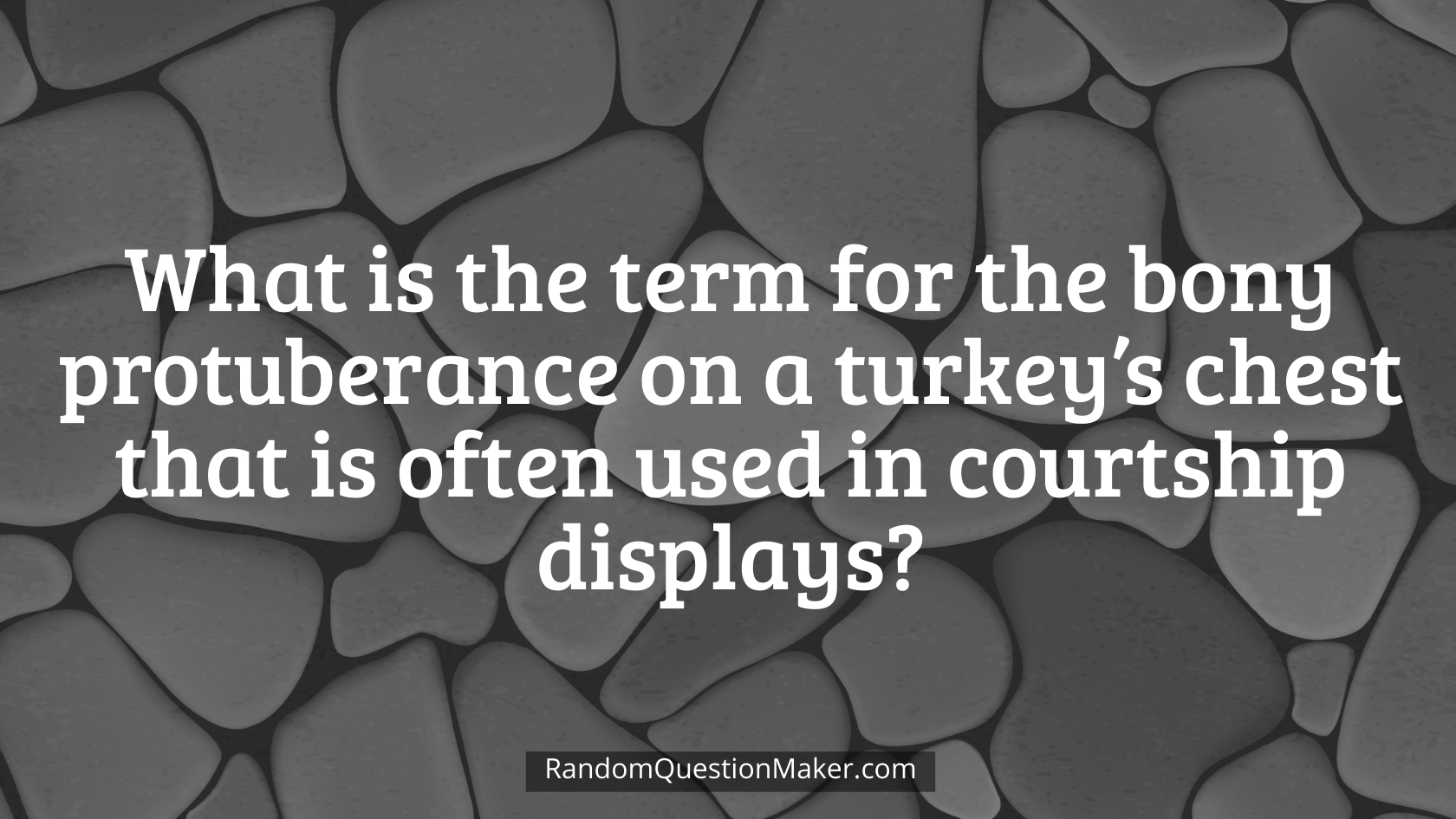 What is the term for the bony protuberance on a turkey’s chest that is often used in courtship displays
